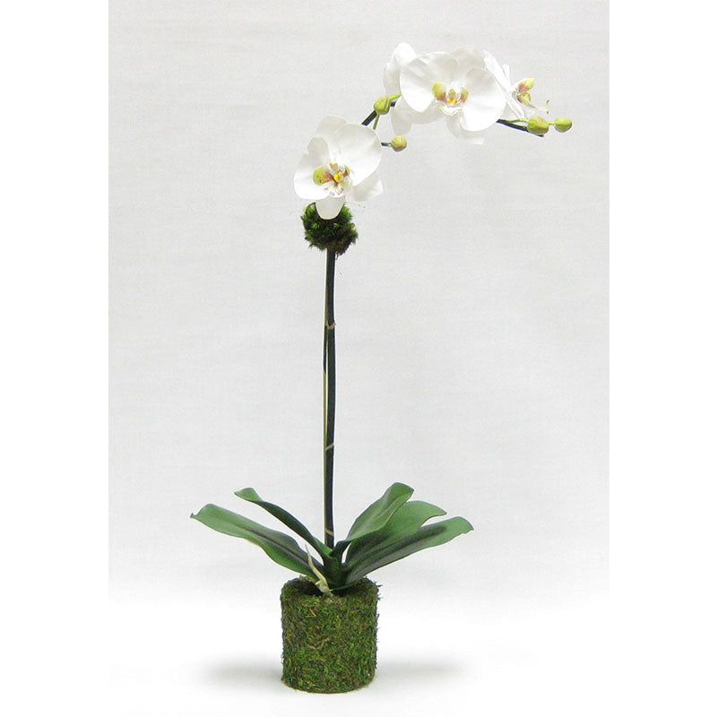 Drop In White & Green Orchid Artificial in Moss Pot