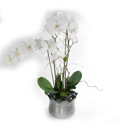 White Orchid in Galvanized Planter